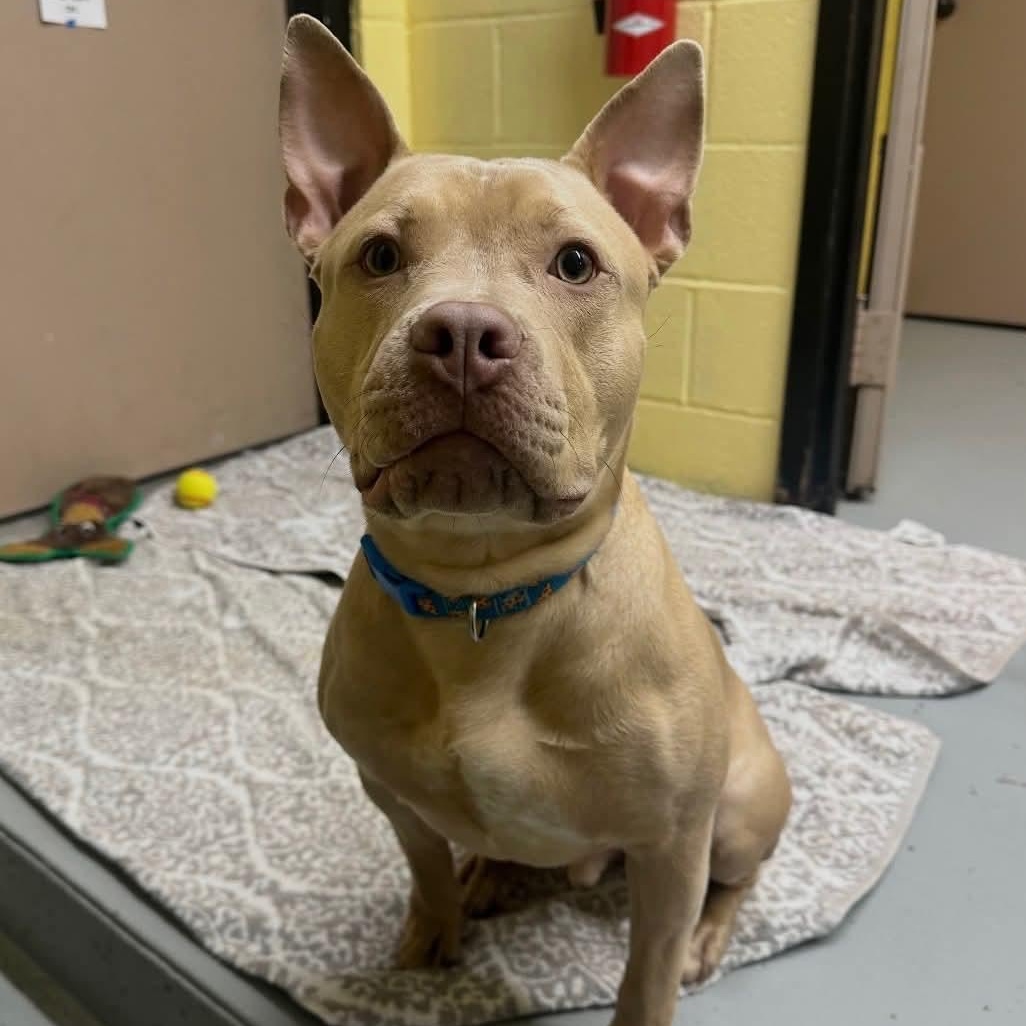 Enlarge Baxter, a ADOPTABLE mixed breed in Avon, CT image 4/5