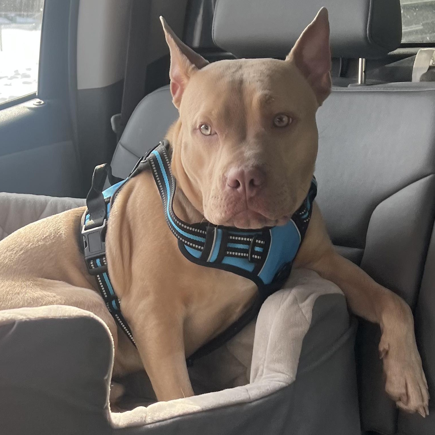 Enlarge Baxter, a ADOPTABLE mixed breed in Avon, CT image 3/5