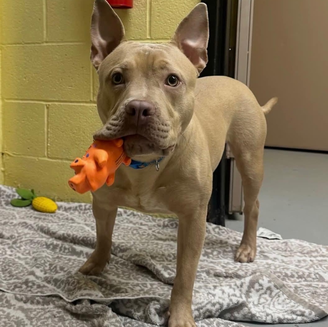 Enlarge Baxter, a ADOPTABLE mixed breed in Avon, CT image 1/5