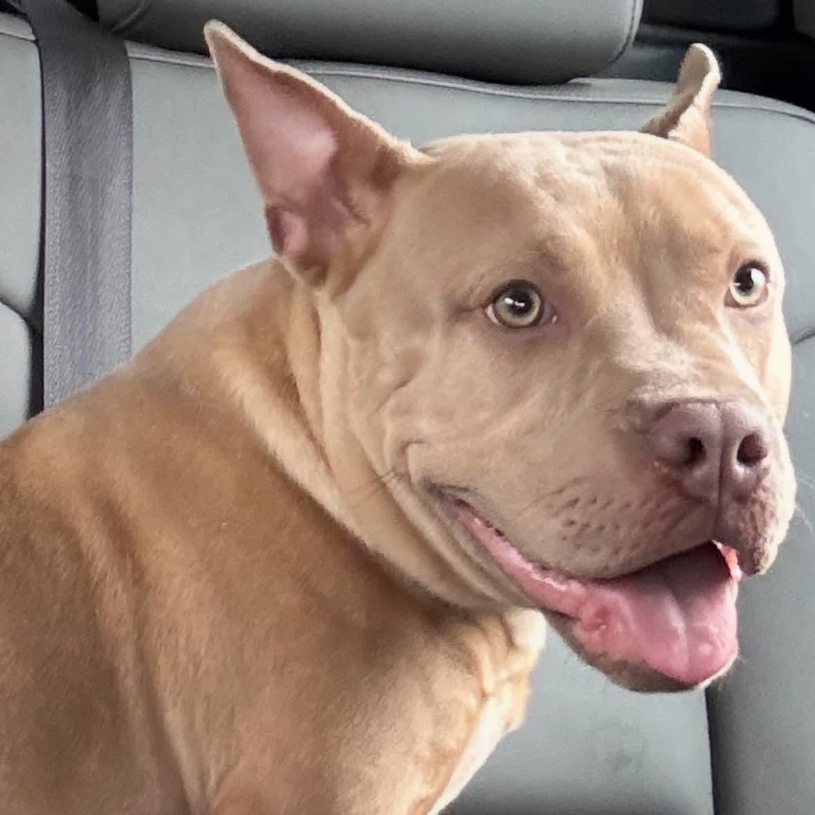 Enlarge Baxter, a ADOPTABLE mixed breed in Avon, CT image 2/5