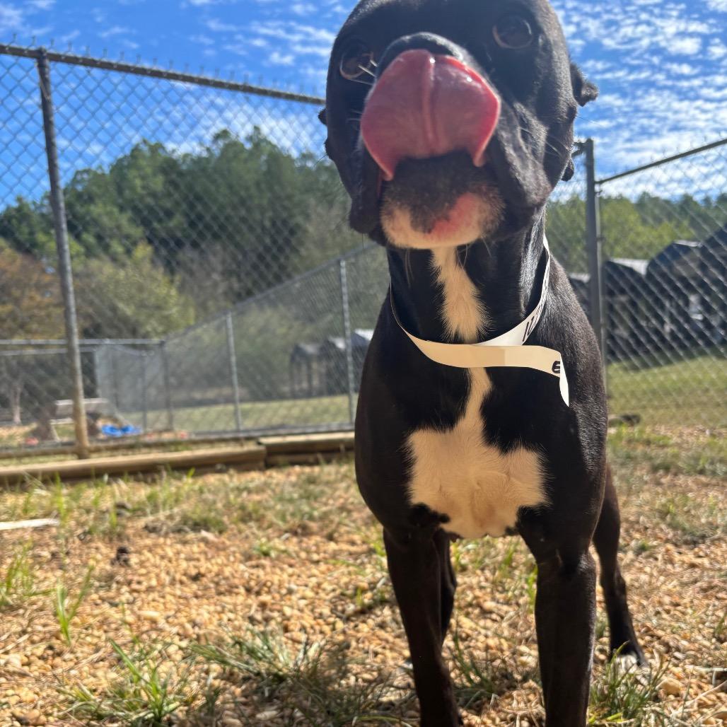 Enlarge Tilly, a Adoptable mixed breed in Birmingham, AL image 1/6
