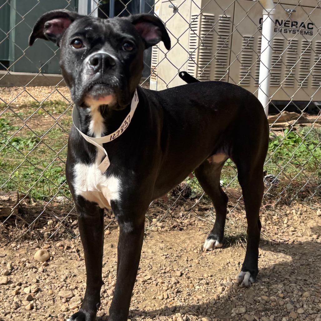 Enlarge Tilly, a Adoptable mixed breed in Birmingham, AL image 2/6