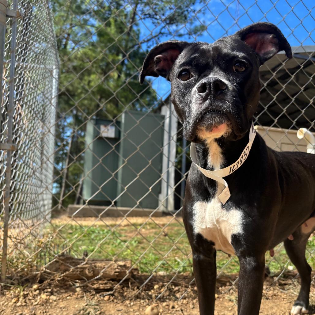 Enlarge Tilly, a Adoptable mixed breed in Birmingham, AL image 3/6