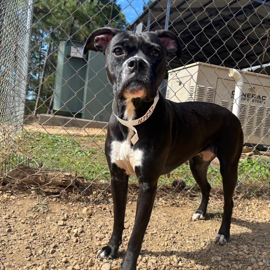 Enlarge Tilly, a Adoptable mixed breed in Birmingham, AL image 4/6