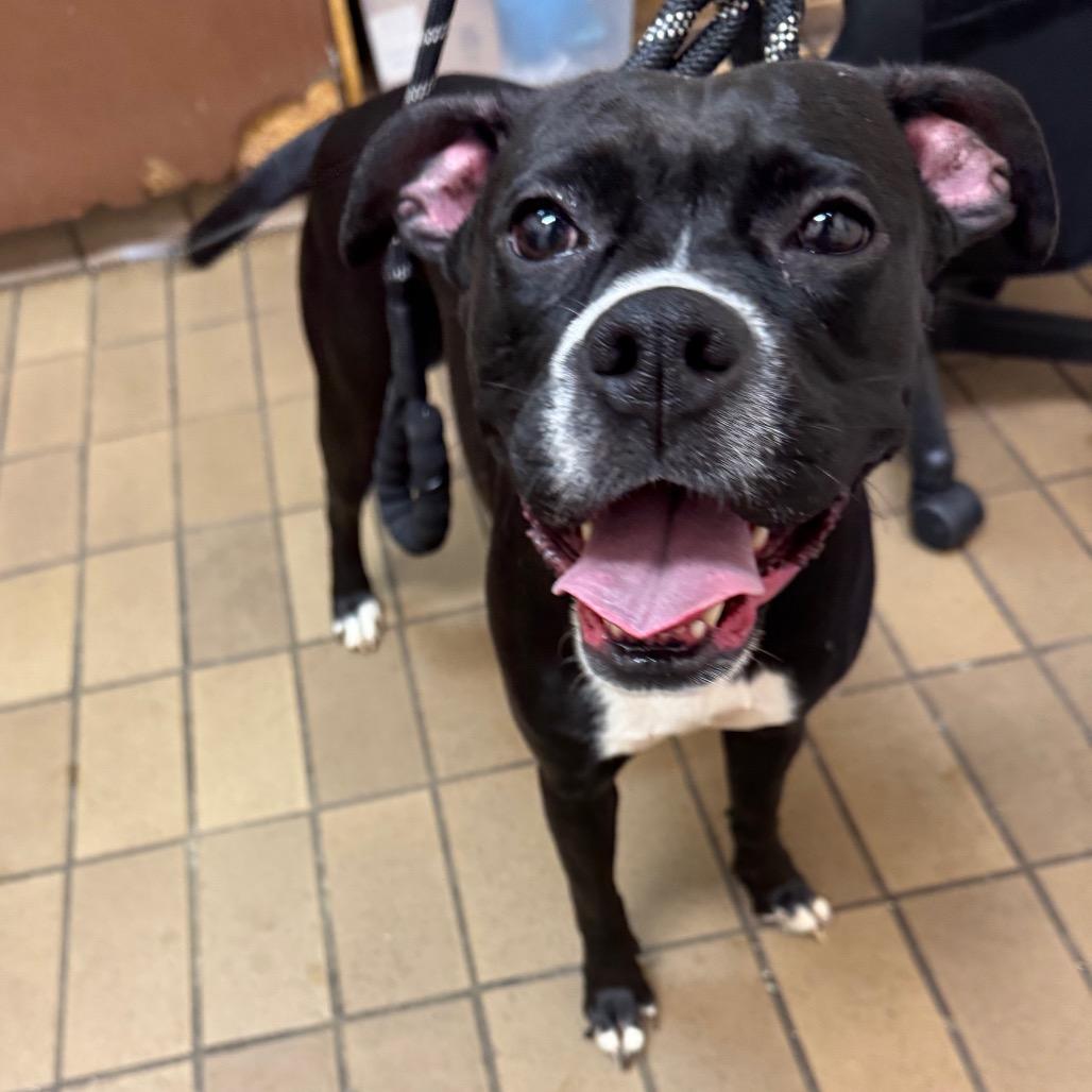 Enlarge Tilly, a Adoptable mixed breed in Birmingham, AL image 5/6