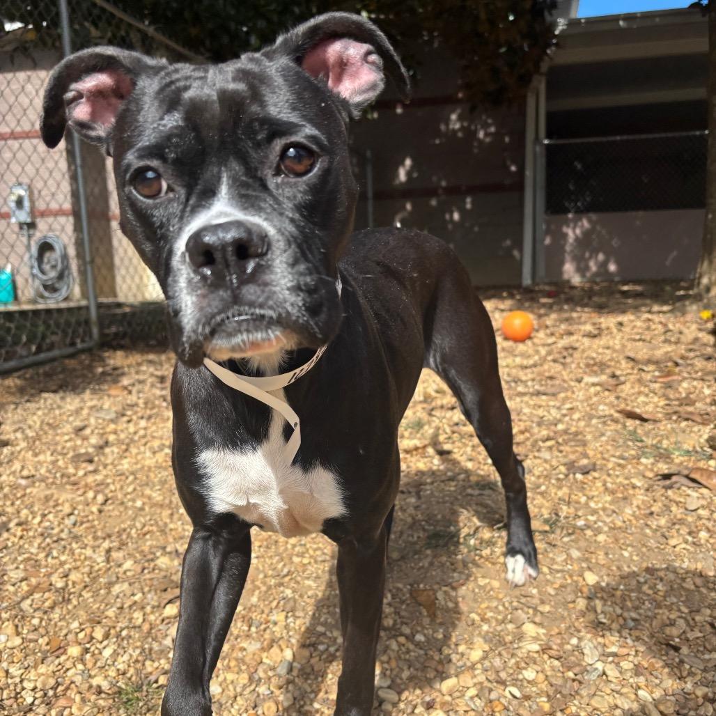Enlarge Tilly, a Adoptable mixed breed in Birmingham, AL image 6/6