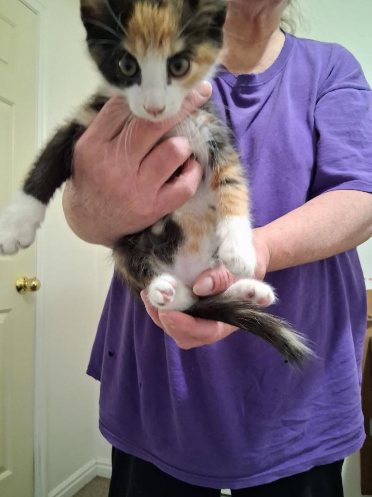 Enlarge Cardi, a Adoptable mixed breed in Heber City, UT image 2/2