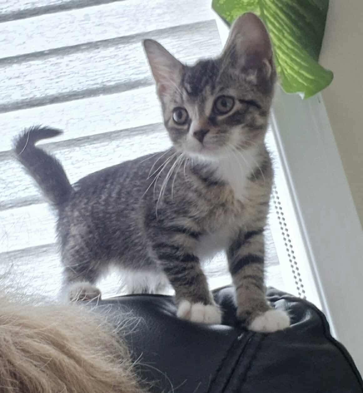 Domestic Shorthair Cat Adoption: Ultimate Guide to Finding Your Feline Friend