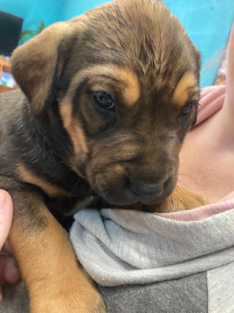 Nutmeg AKA Sadie, Adoptable, Puppy Female American Staffordshire Terrier & Mixed Breed.