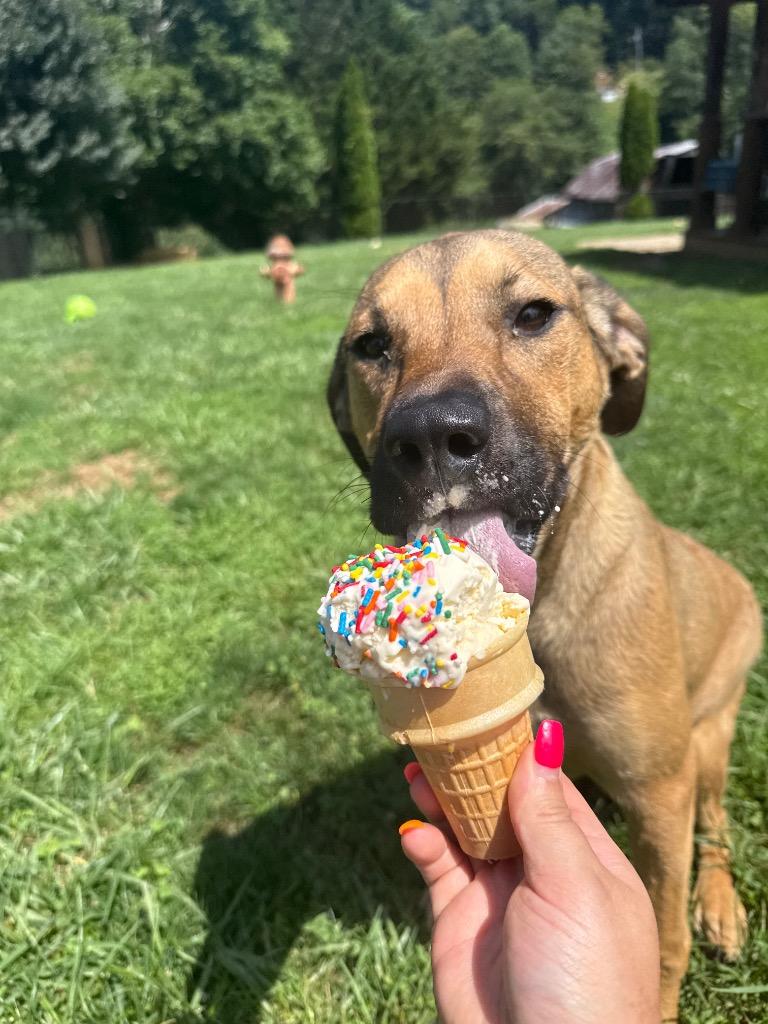 Nutmeg AKA Sadie, a Adoptable mixed breed in Burnsville, NC image 3/6