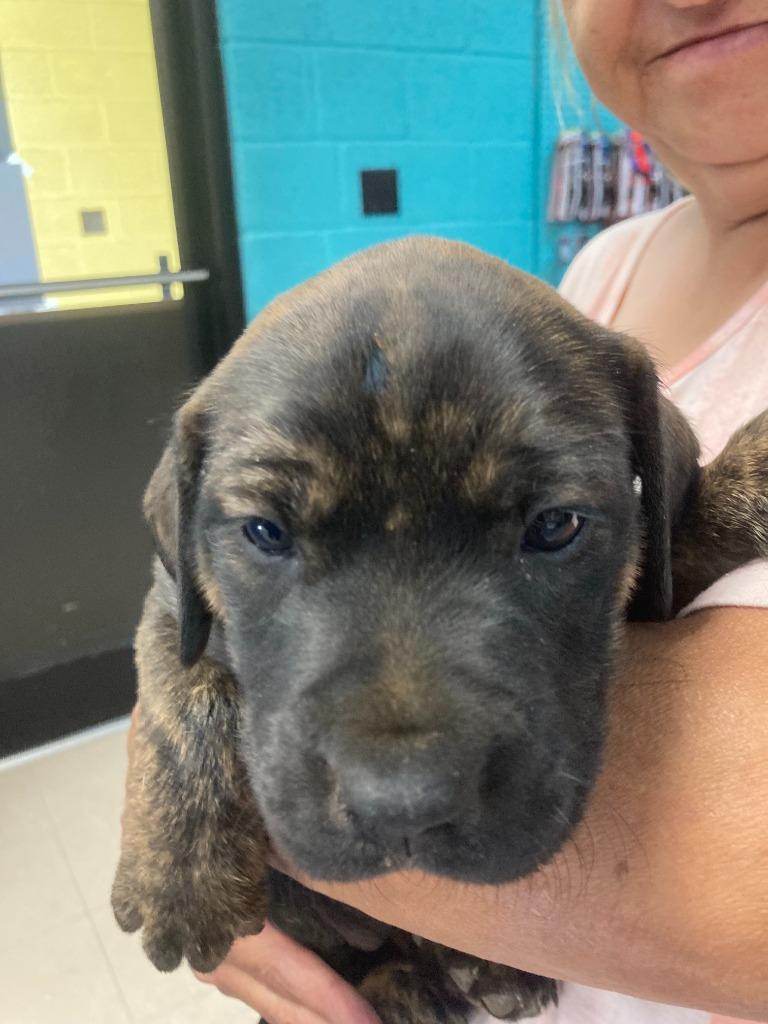 Nutmeg AKA Sadie, a Adoptable mixed breed in Burnsville, NC image 6/6