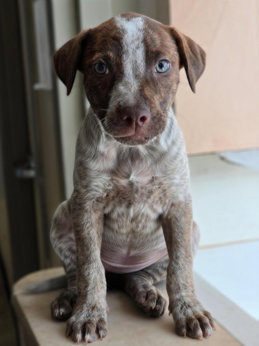 Tiana, Adopted, Puppy Female German Shorthaired Pointer.