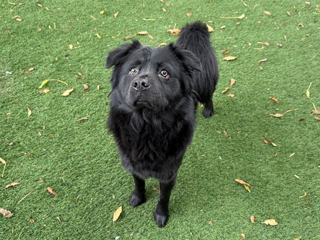 Enlarge TIMBALAND, a Adoptable mixed breed in Antioch, CA image 1/1