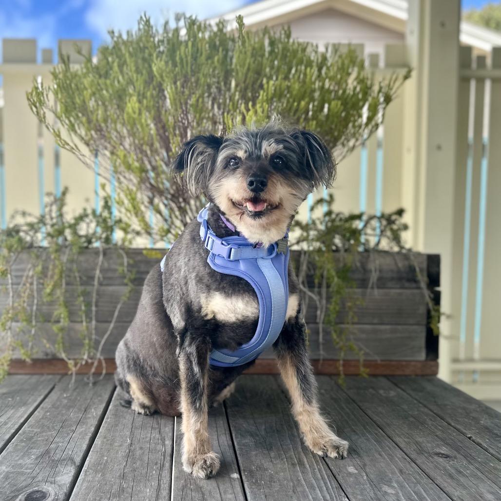 Enlarge Gabby, a Adoptable Schnauzer in Pacific Grove, CA image 1/5
