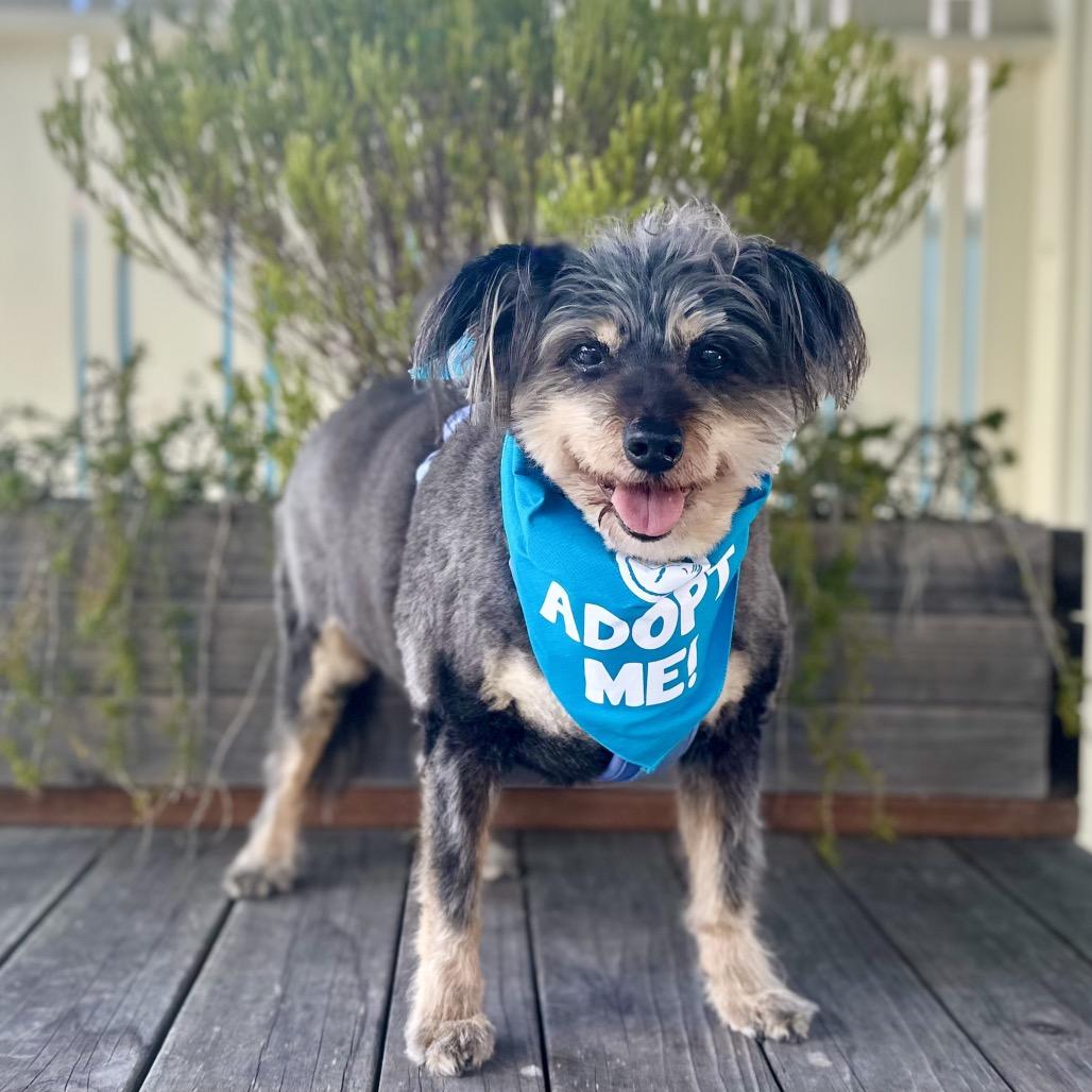 Enlarge Gabby, a Adoptable Schnauzer in Pacific Grove, CA image 2/5