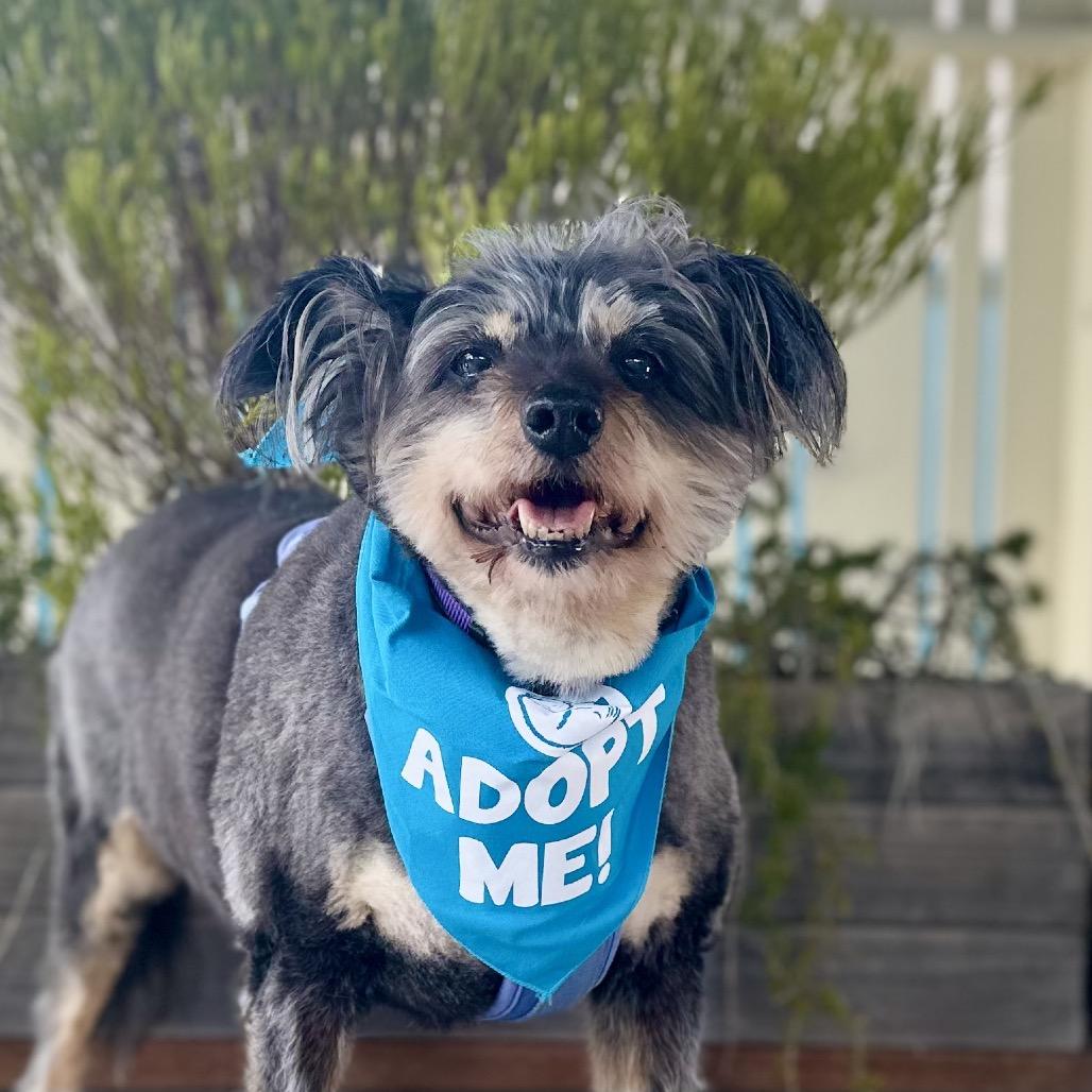 Enlarge Gabby, a Adoptable Schnauzer in Pacific Grove, CA image 4/5