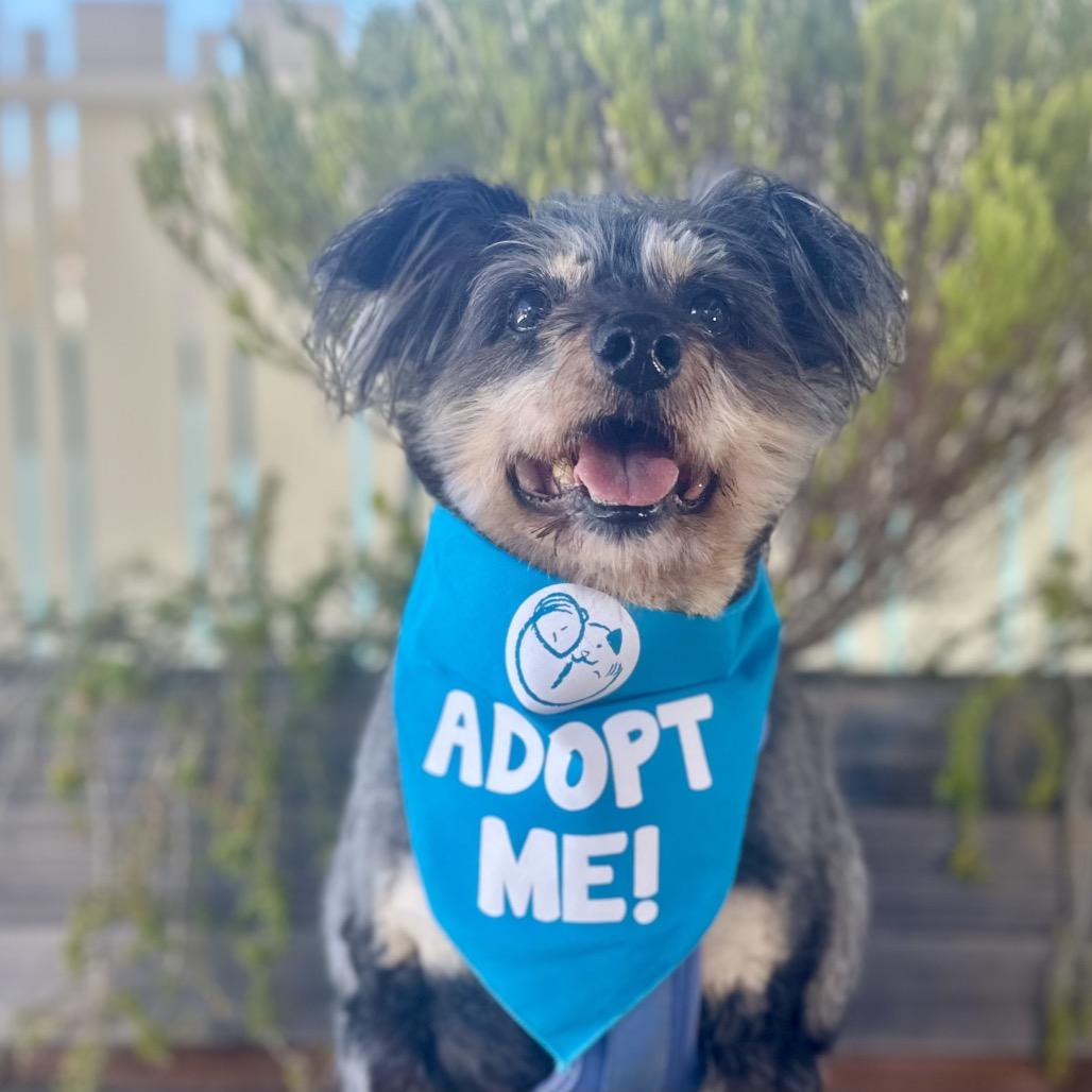 Enlarge Gabby, a Adoptable Schnauzer in Pacific Grove, CA image 5/5