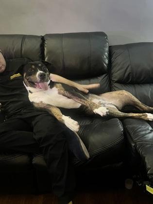 Enlarge Buddy (in foster), a Adoptable mixed breed in Fishers, IN image 3/6