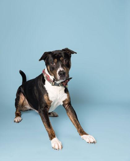 Enlarge Buddy (in foster), a Adoptable mixed breed in Fishers, IN image 4/6