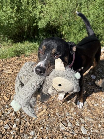 Enlarge Buddy (in foster), a Adoptable mixed breed in Fishers, IN image 6/6