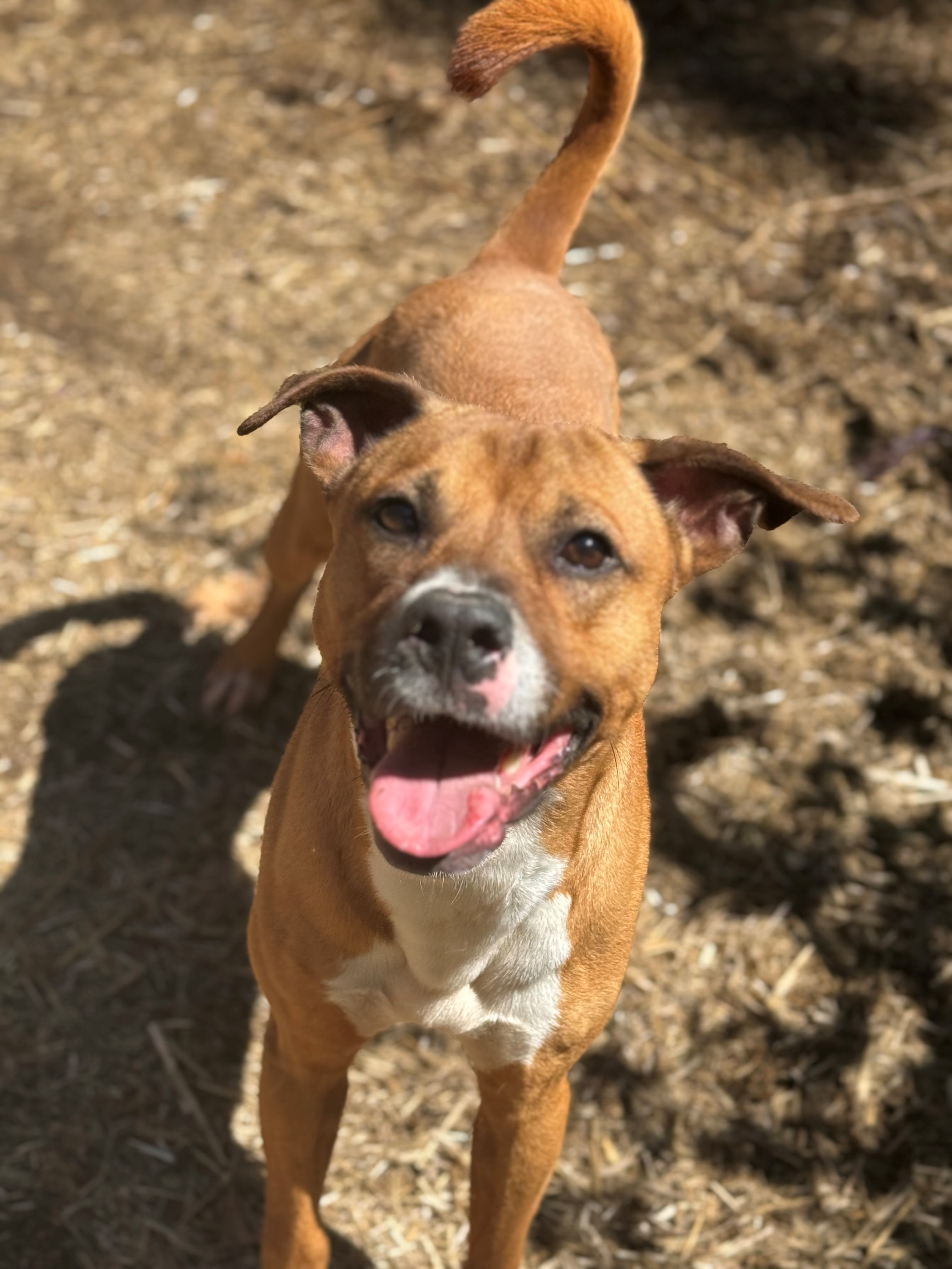 Enlarge Frankie, a Adopted mixed breed in Bloomfield, CT image 1/1