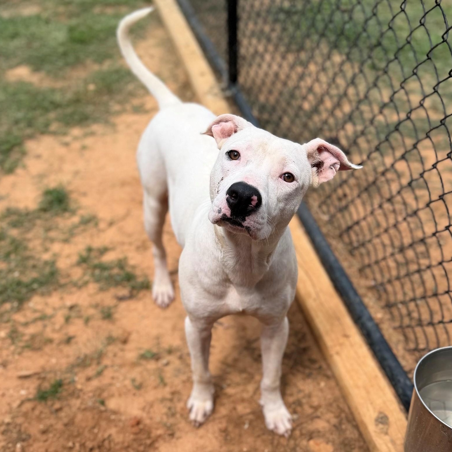 Enlarge Knox, a Adopted Mixed Breed in Summerdale, AL image 1/1
