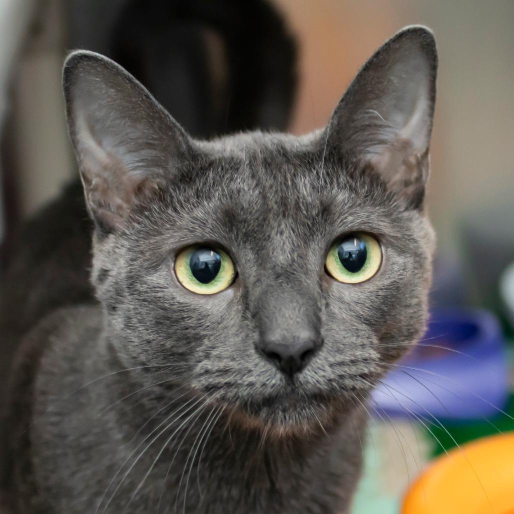Enlarge Tom, a Adoptable mixed breed in Middletown, RI image 1/1