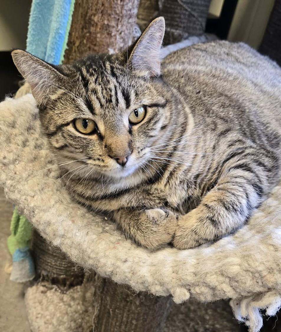 Starla, Adoptable, Adult Female Domestic Short Hair.