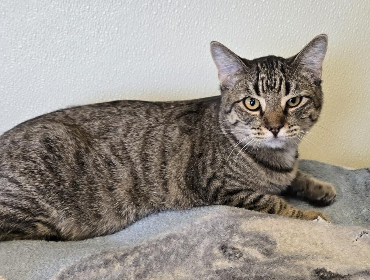 Enlarge Starla, a Adoptable mixed breed in Larned, KS image 2/2