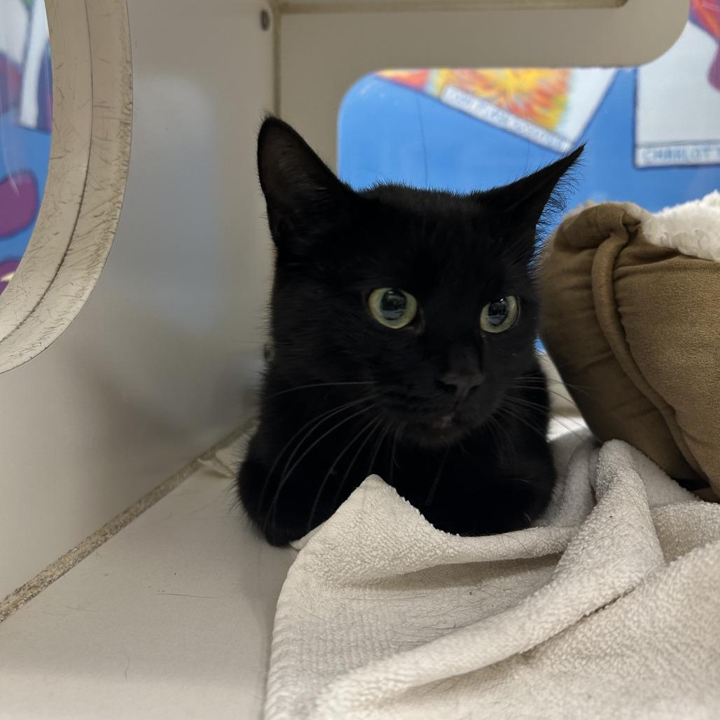 Ivy, Adoptable, Adult Female Domestic Short Hair.