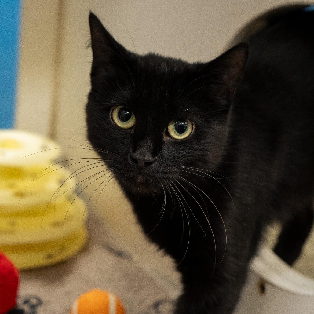 Enlarge Ivy, a Adoptable Domestic Short Hair in Cheyenne, WY image 2/4
