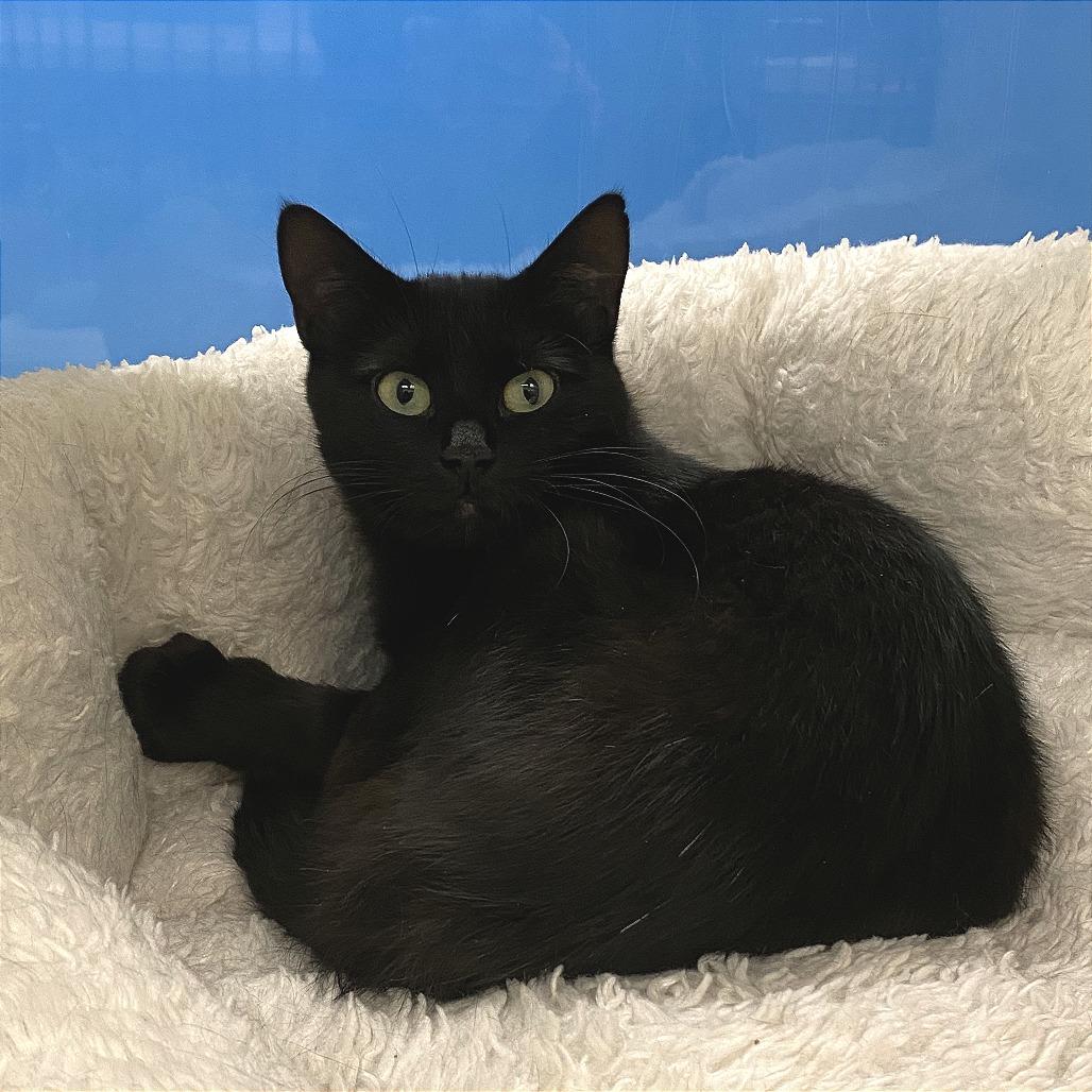 Enlarge Ivy, a Adoptable Domestic Short Hair in Cheyenne, WY image 3/4