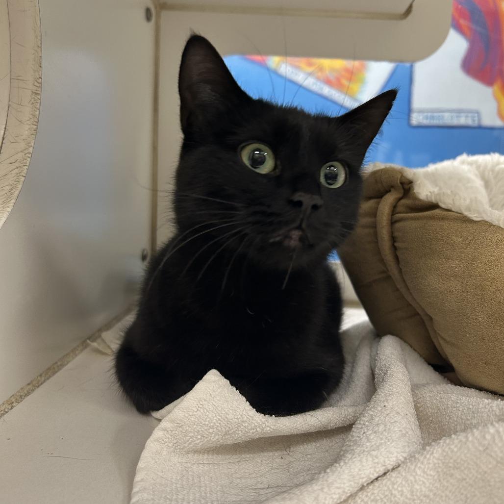 Enlarge Ivy, a Adoptable Domestic Short Hair in Cheyenne, WY image 4/4