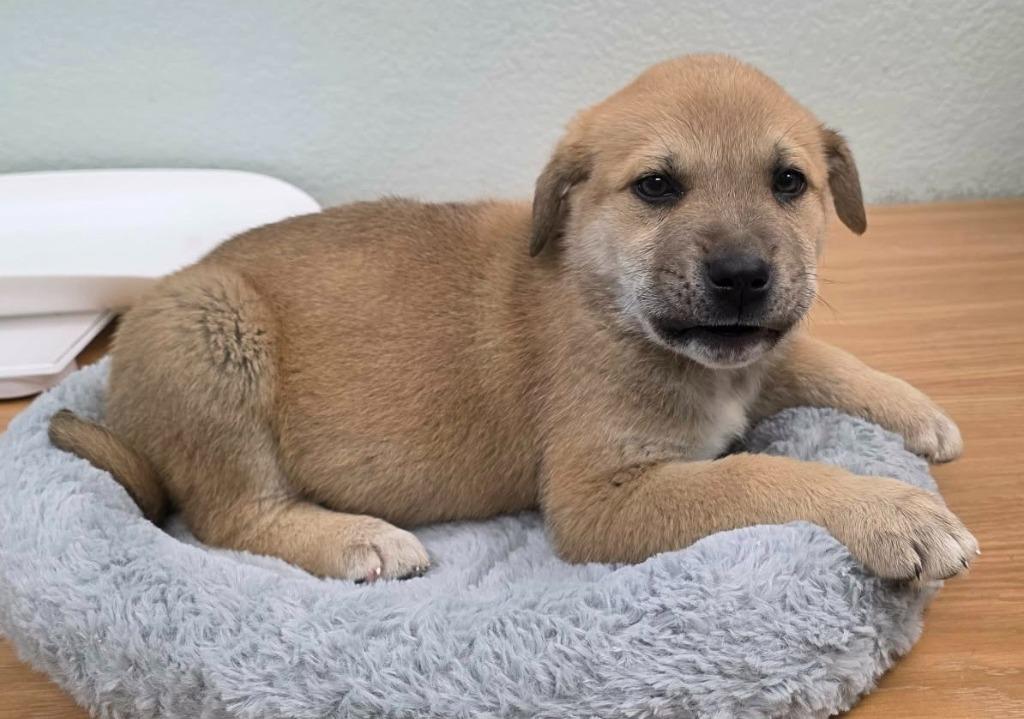 Fonzi, Adoptable, Puppy Male Shepherd & Belgian Shepherd / Malinois.