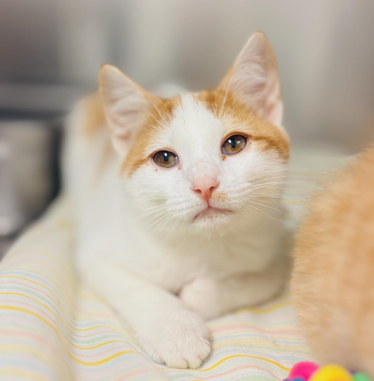 Leo & Logan, an adoptable Domestic Short Hair in St Stephen, NB, E3L 2X2 | Photo Image 1
