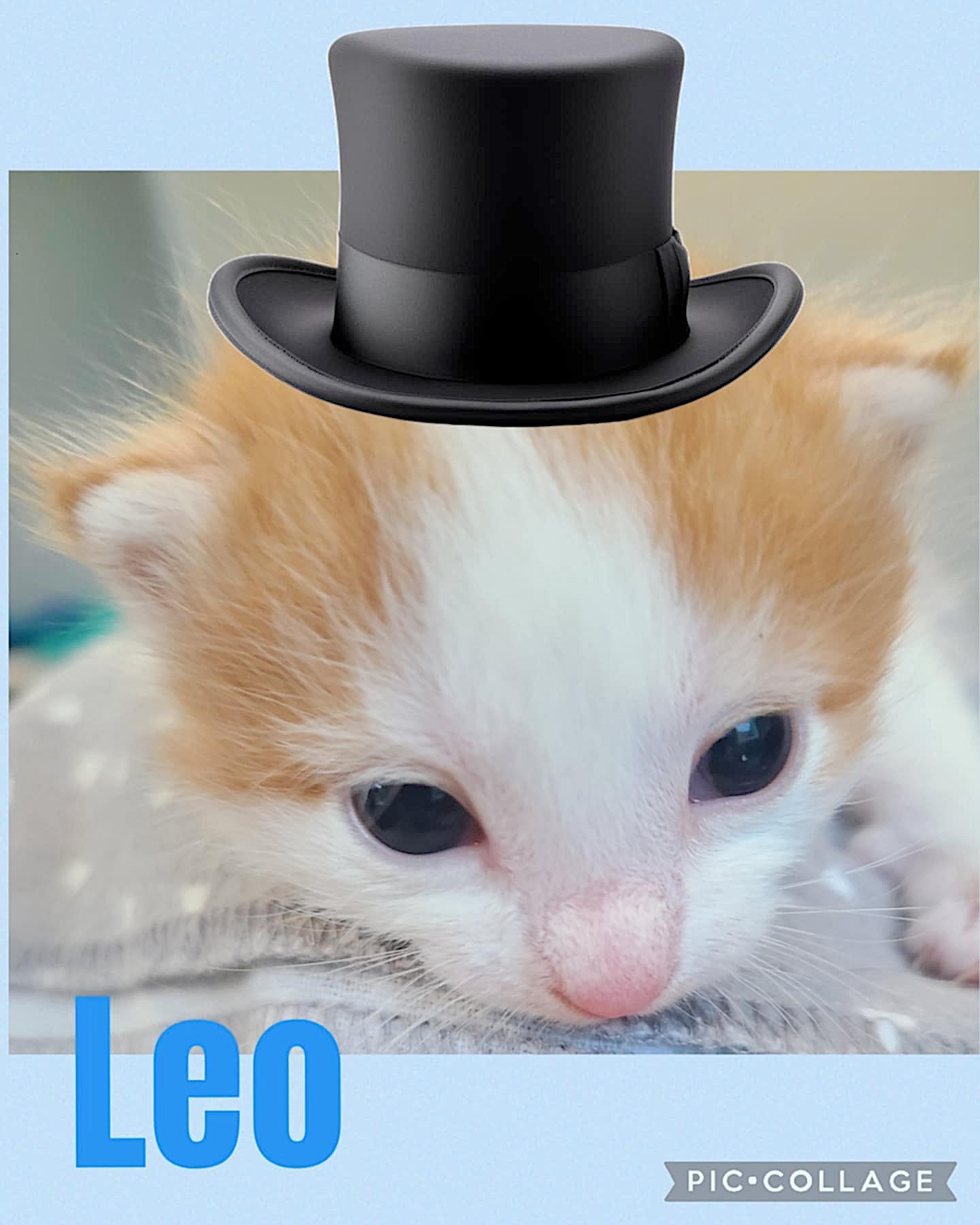 Leo & Logan, an adoptable Domestic Short Hair in St Stephen, NB, E3L 2X2 | Photo Image 2