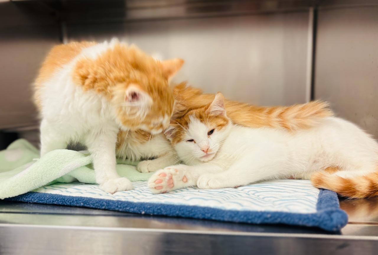 Leo & Logan, an adoptable Domestic Short Hair in St Stephen, NB, E3L 2X2 | Photo Image 3