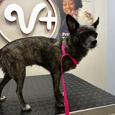 Bambi, Adoptable, Adult Female Chihuahua.