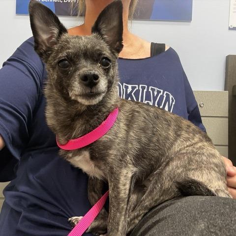 Enlarge Bambi, a Adoptable Chihuahua in North Las Vegas, NV image 2/2