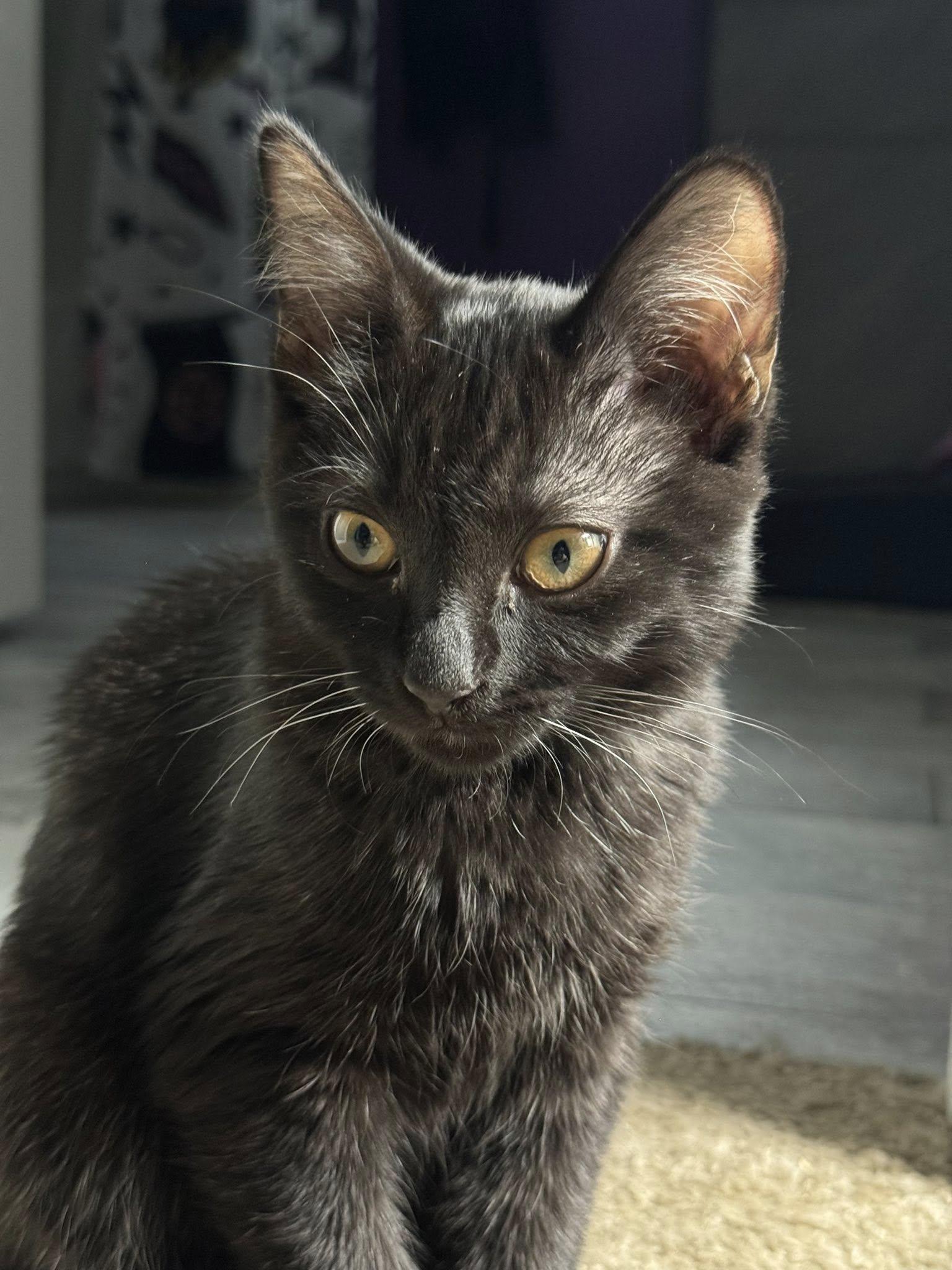 Gigi