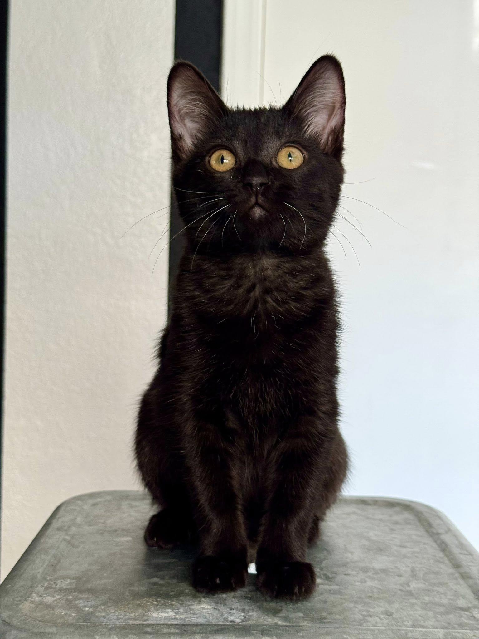 Gigi