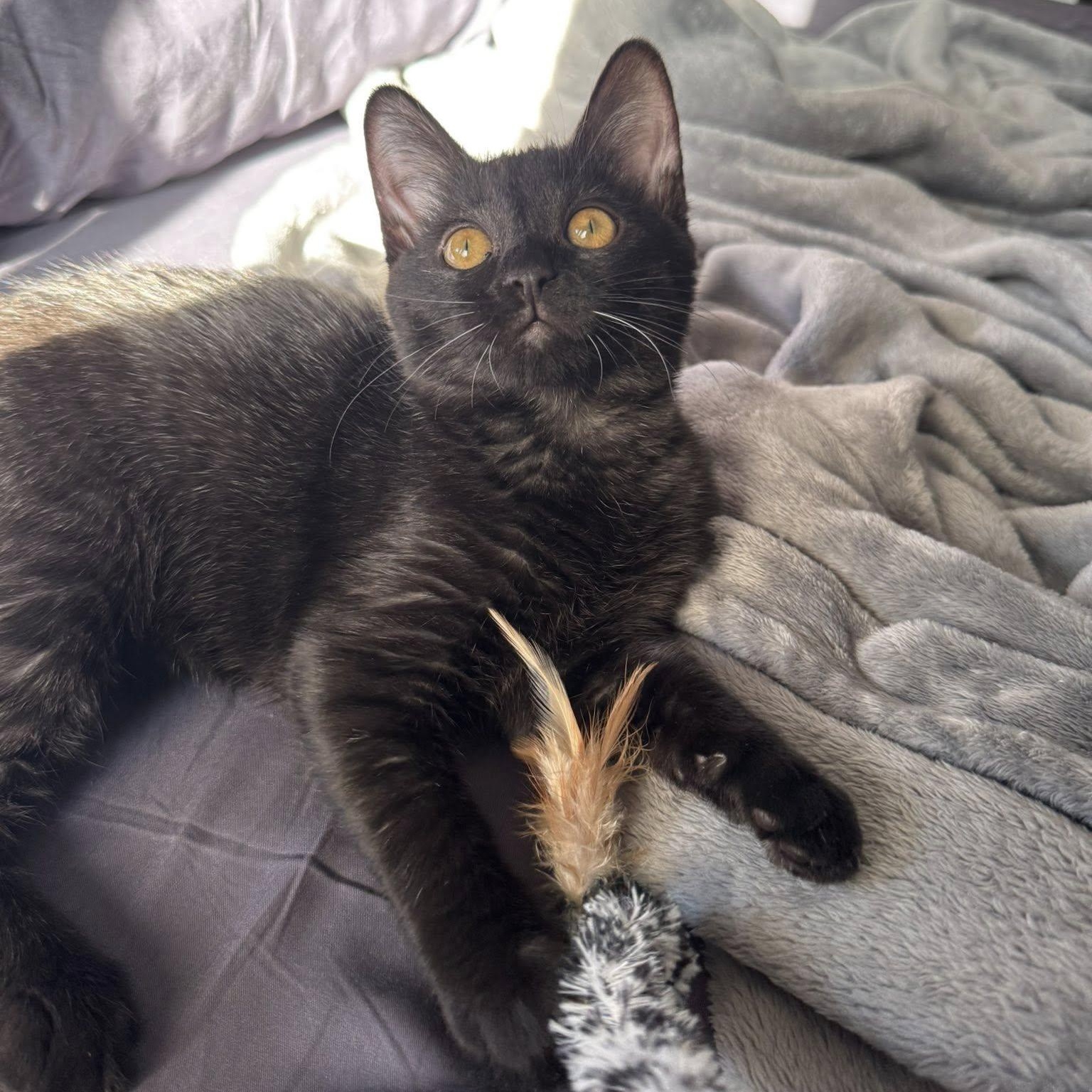 Gigi