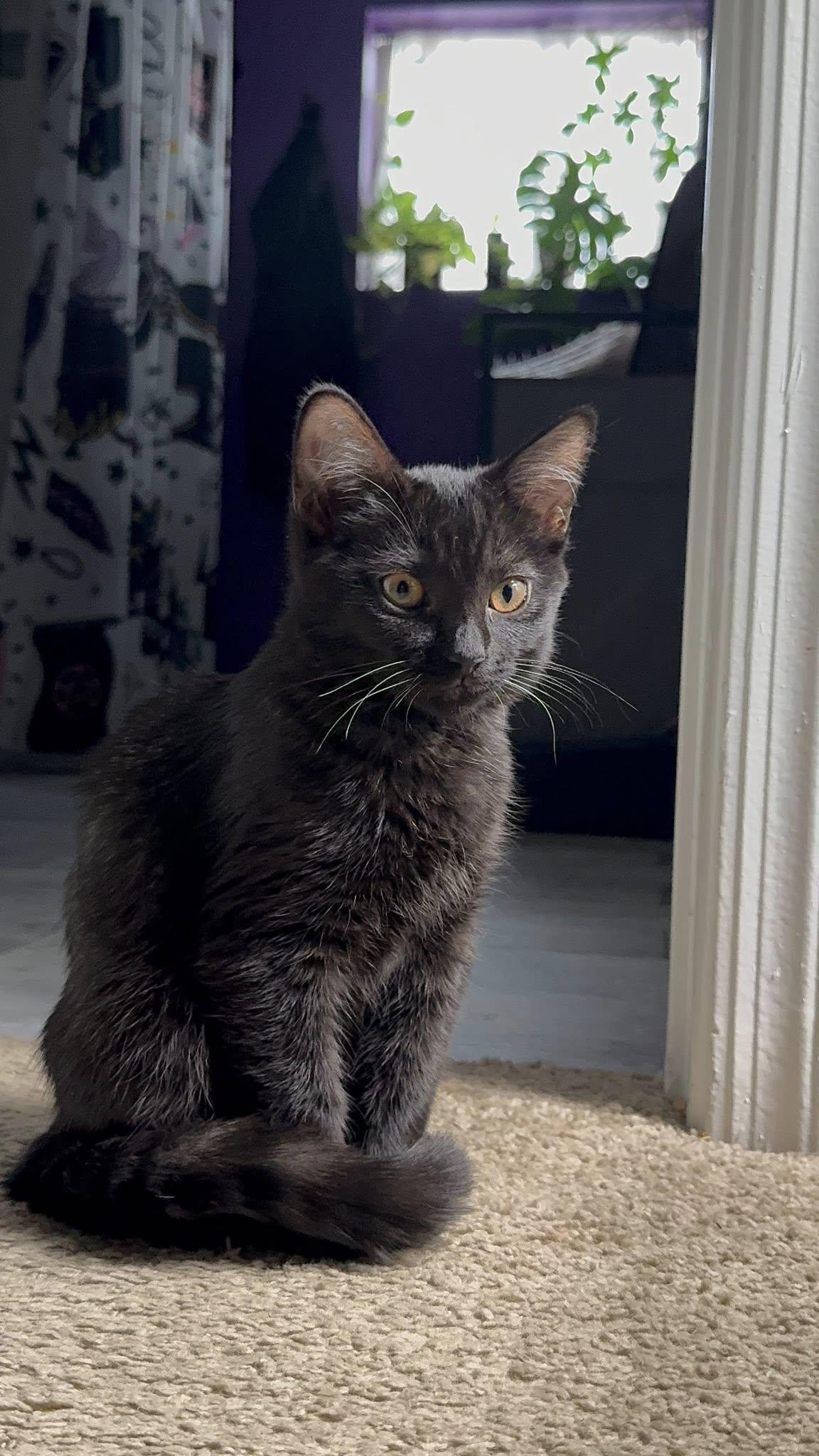 Gigi