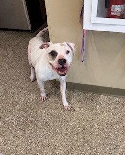 Enlarge ACE, a Adoptable American Bulldog in Clyde, NC image 1/1