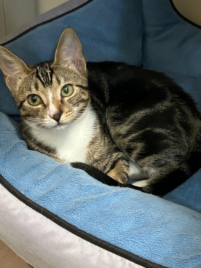 Gotcha, Adoptable, Young Female Domestic Short Hair.