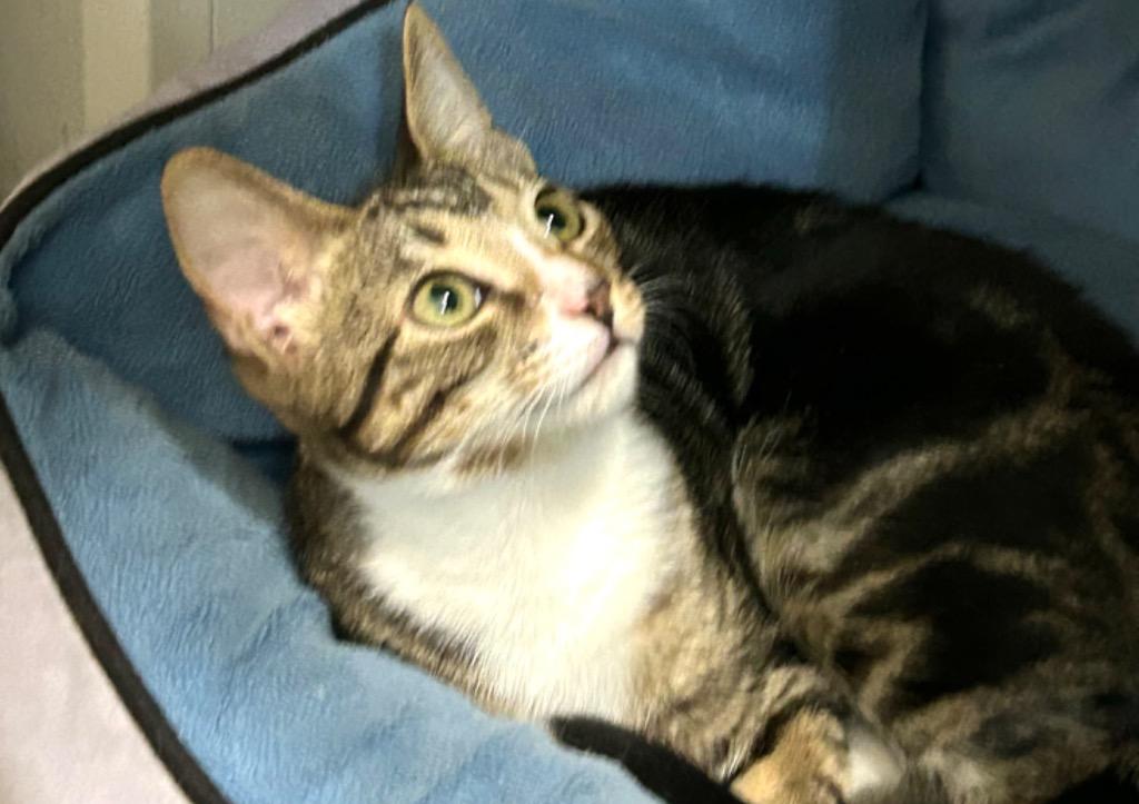 Enlarge Gotcha, a Adoptable mixed breed in Hardeeville, SC image 3/3