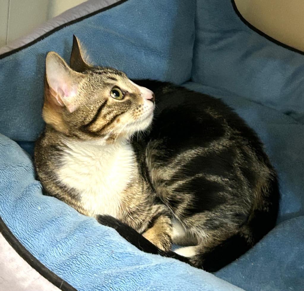 Enlarge Gotcha, a Adoptable mixed breed in Hardeeville, SC image 3/3