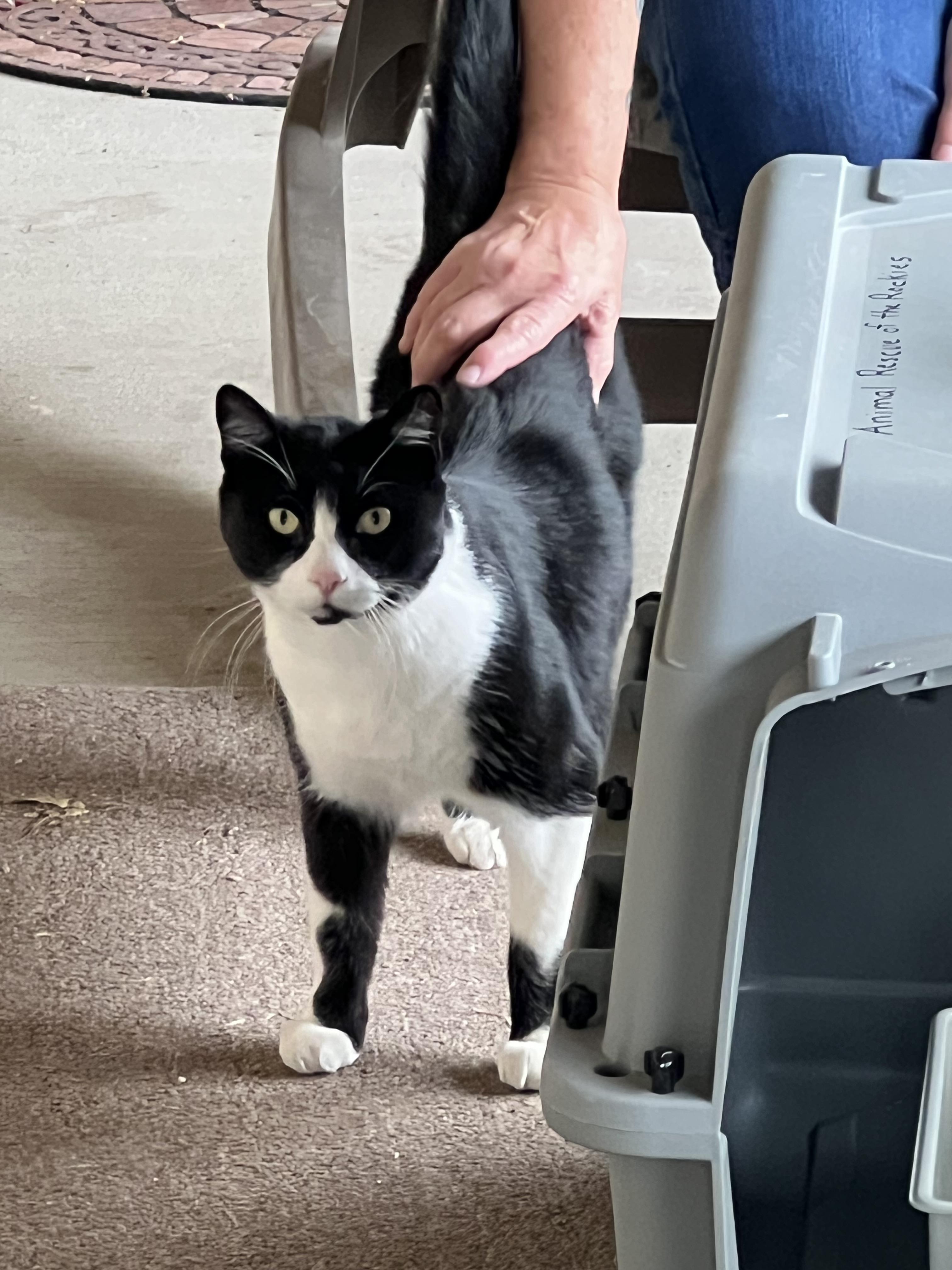 Enlarge Tommy, a Adoptable Domestic Short Hair in Steamboat Springs, CO image 1/1
