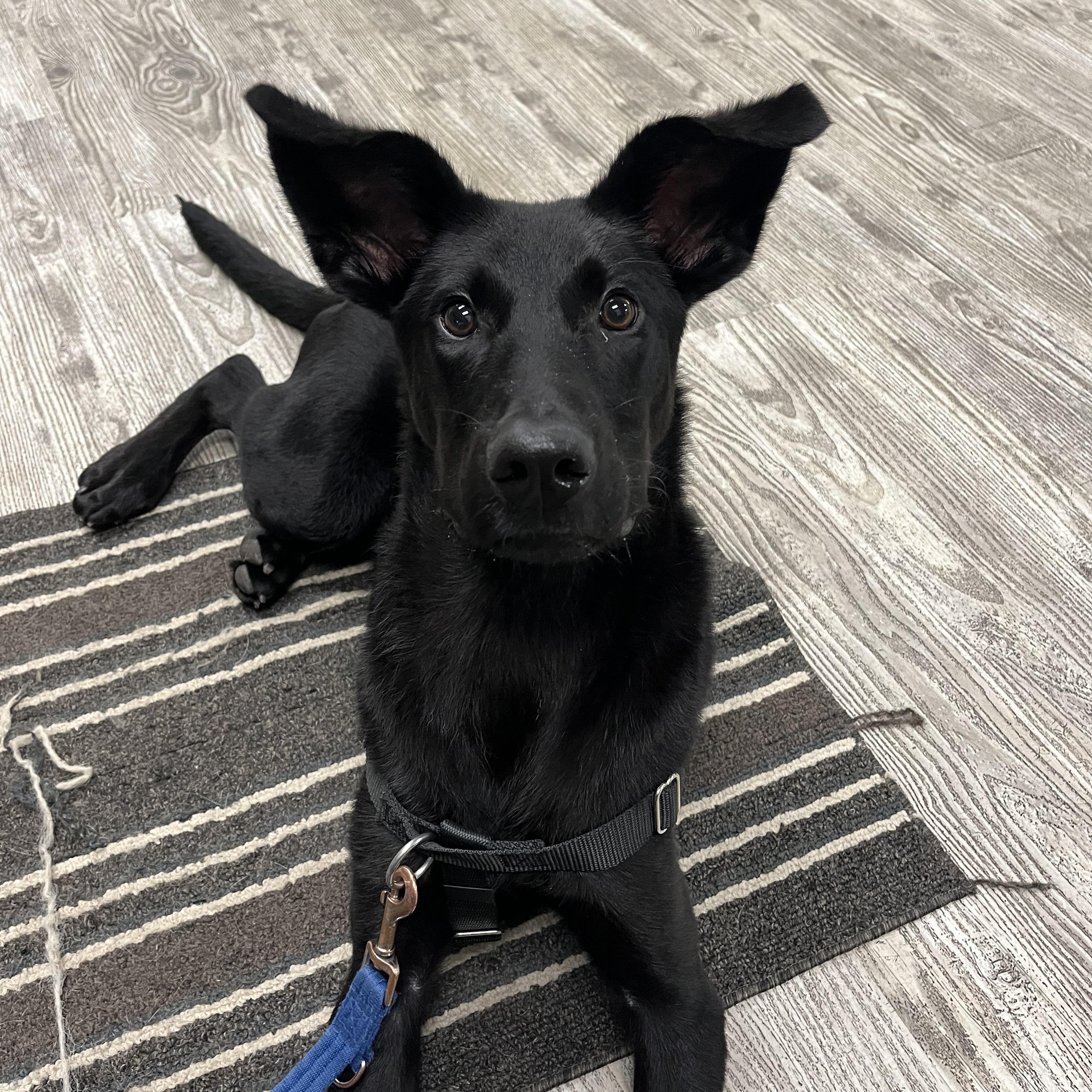 Enlarge Ace, a Adoptable mixed breed in Hollis, NH image 2/4