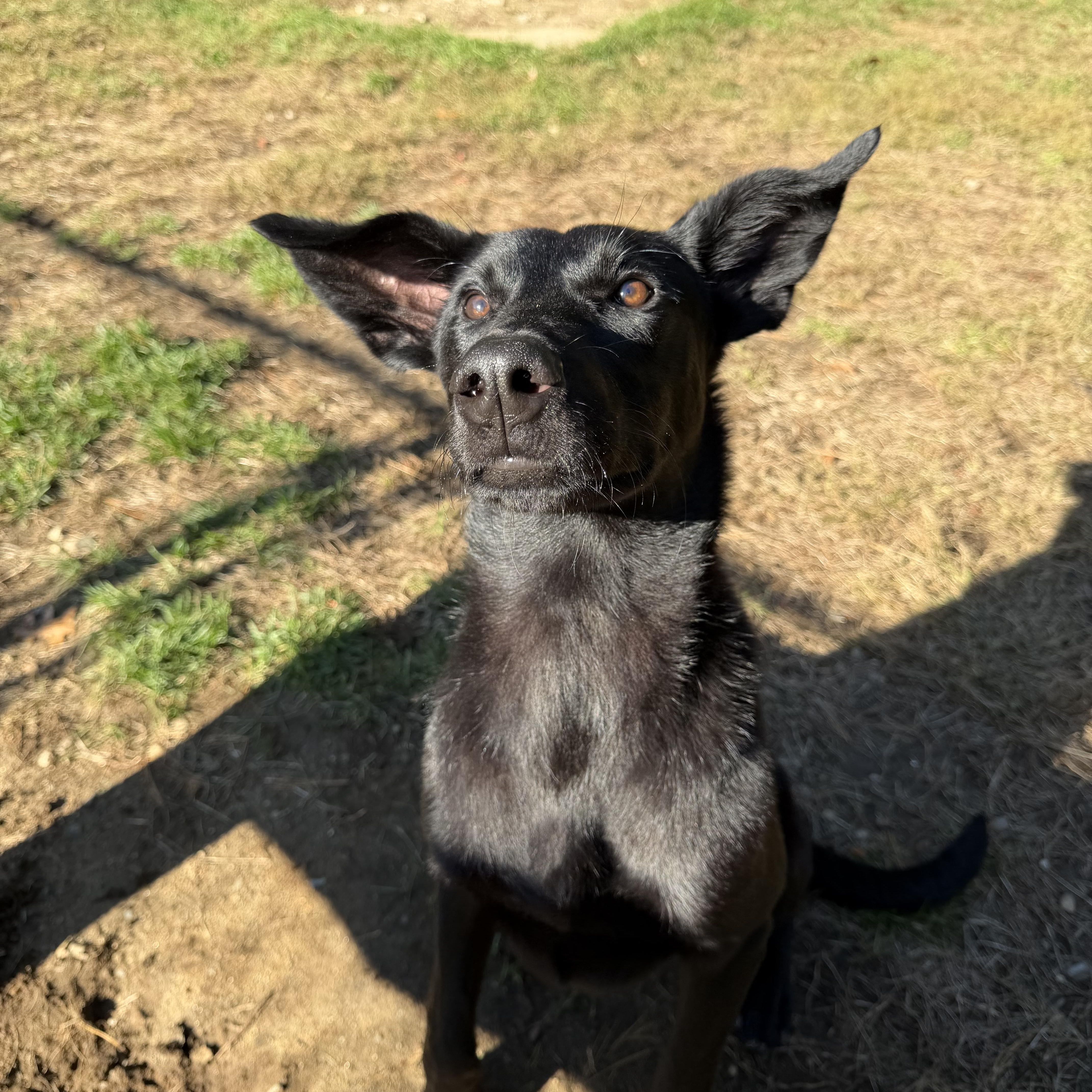 Enlarge Ace, a Adoptable mixed breed in Hollis, NH image 3/4